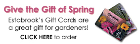 Estabrook's Gift Cards