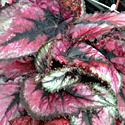 Rex Begonia