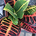 Croton