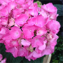 Indoor Hydrangeas