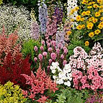 Perennials