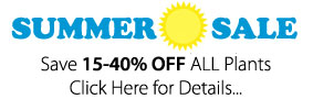 Summer Sale