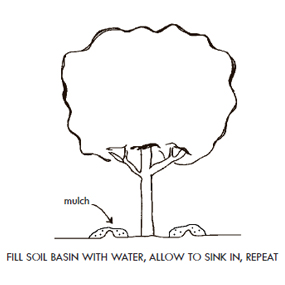 Tree Planting Diagram