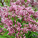 Eupatorium 'Baby Joe'