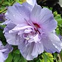 Hibiscus 'Blue Chiffon'