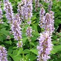 Agastache 'Blue Fortune'