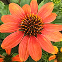 Echinacea 'Sombrero Adobe Orange'