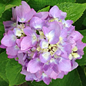 Hydrangea 'Endless Summer'