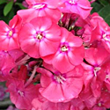 Phlox 'Glamour Girl'