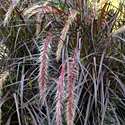 Purple Fountain Grass