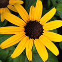 Rudbeckia 'Goldsturm'