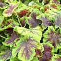 Heuchera 'Solar Eclipse'