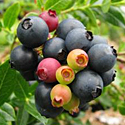 'Blueberry Glaze' Brazelberries