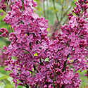 'Declaration' Lilac