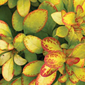 'Limoncello' Barberry