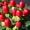 'Red Fame' Hypericum