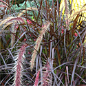 Fall Grasses