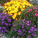 Garden Mums