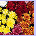 Garden Mums