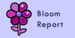 Bloom Report