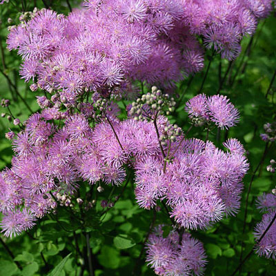 Image result for Thalictrum aquilegifolium