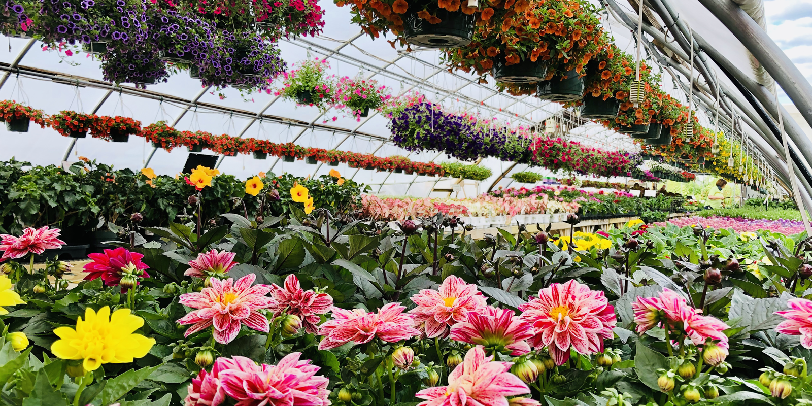 Annuals House