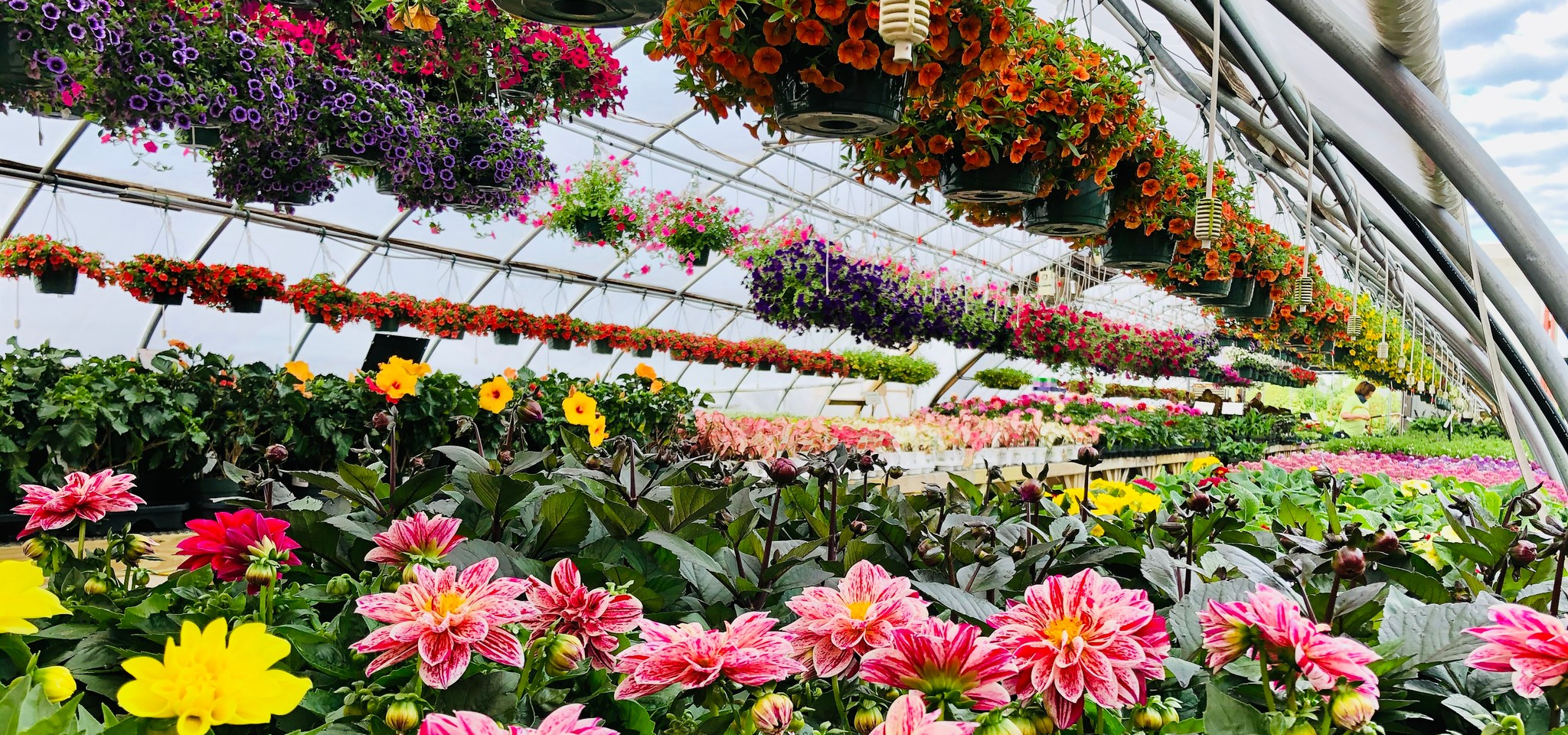 A greenhouse filled with colorful annuals and hanging baskets