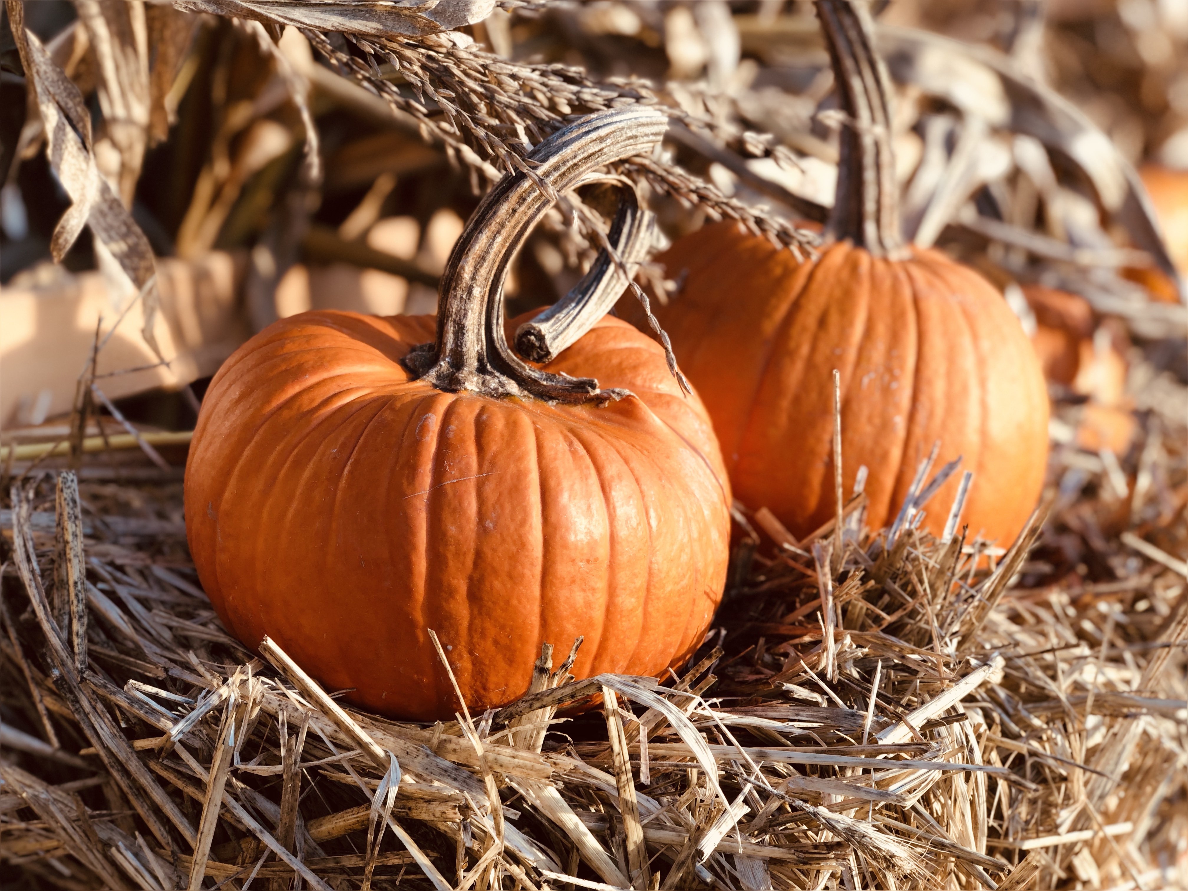 Fall Decorating with Pumpkins, Gourds, Mums and Asters