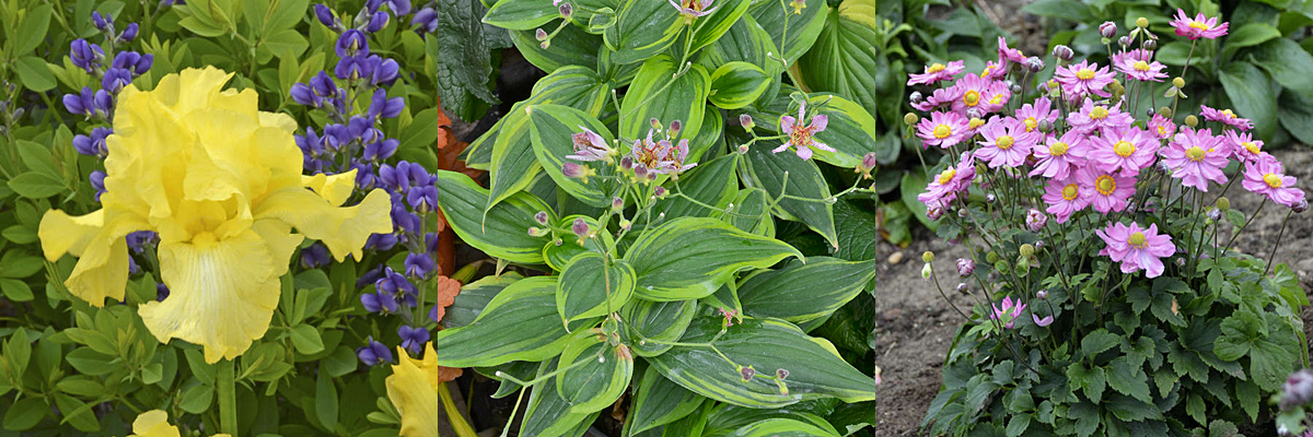 Planting Perennials in October: A Guide for Maine Gardens
