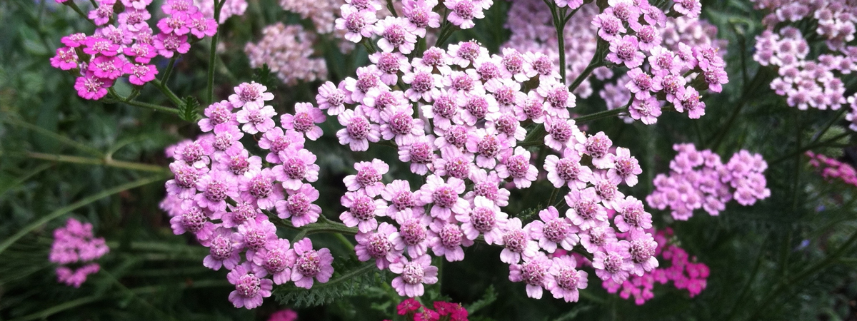 Achillea