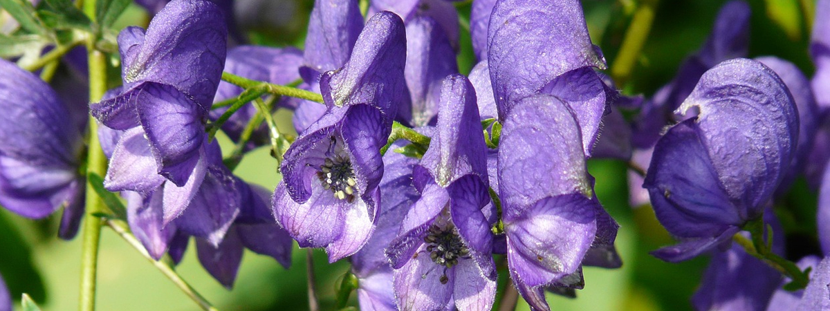 Aconitum