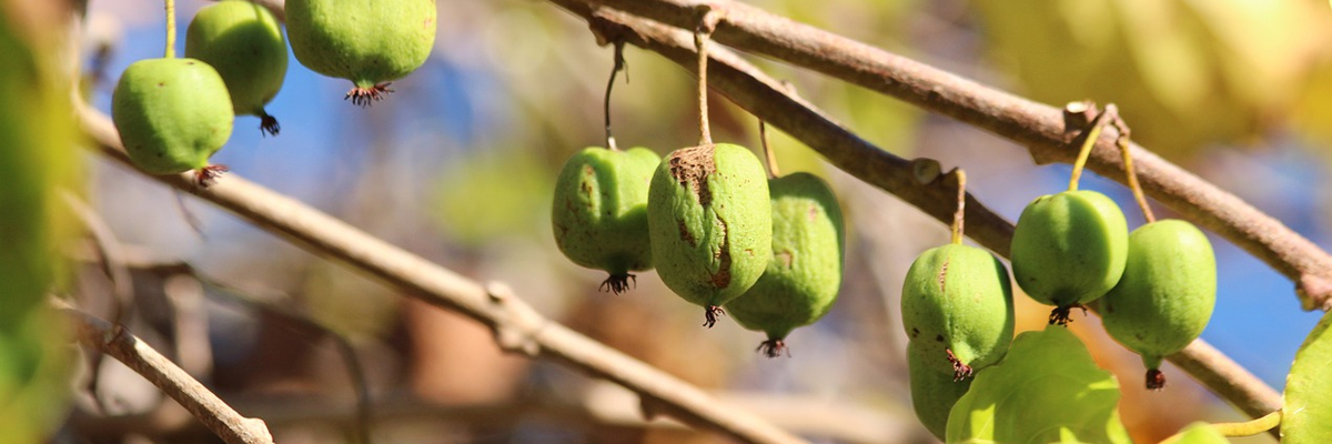 Actinidia