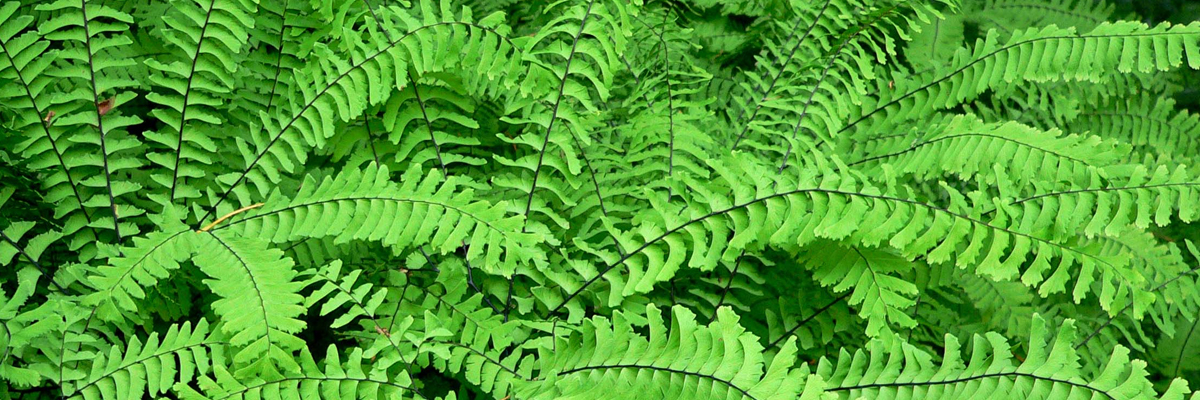 Adiantum