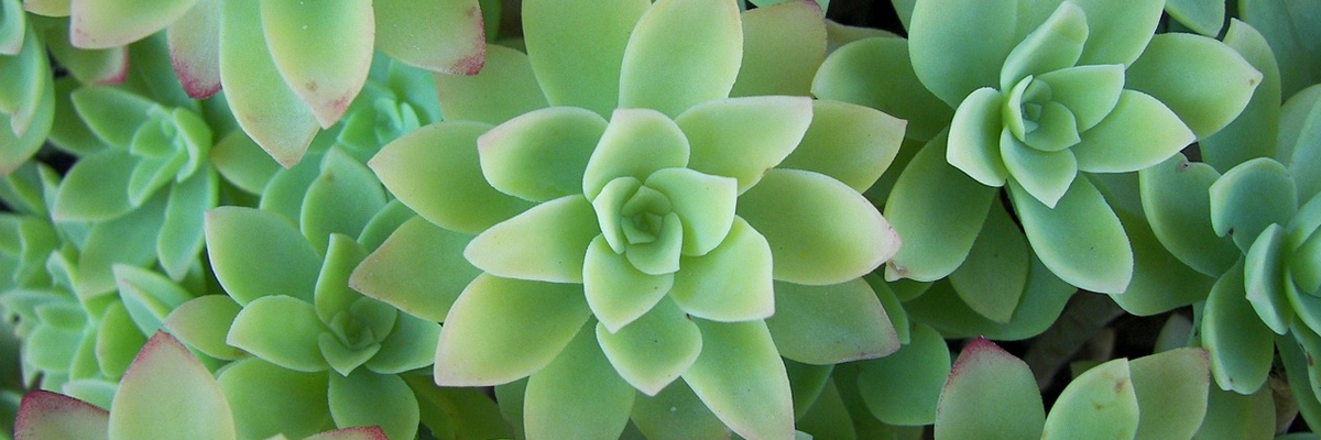 Aeonium
