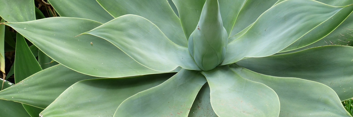 Agave