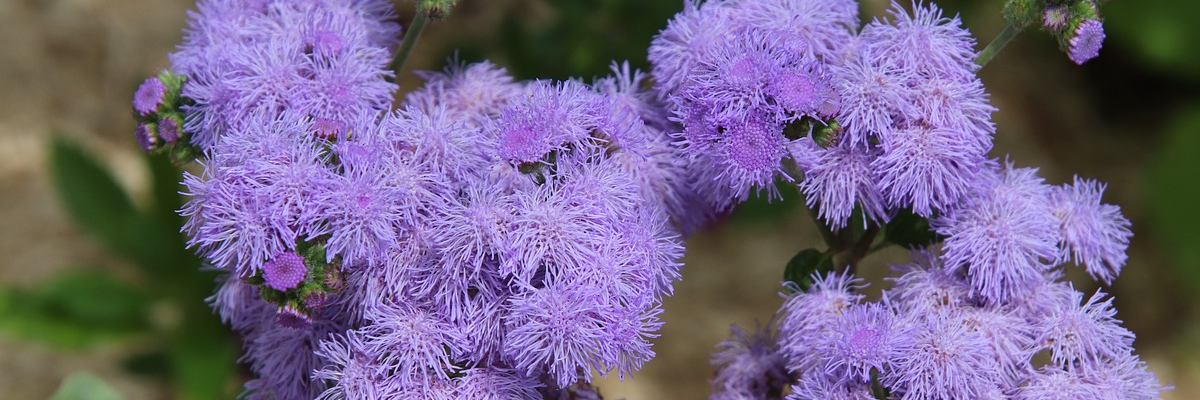 Ageratum