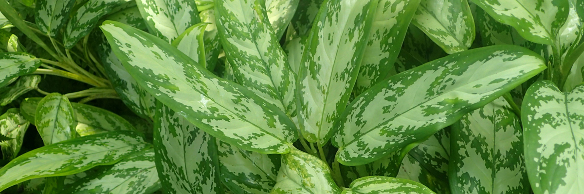 Aglaonema