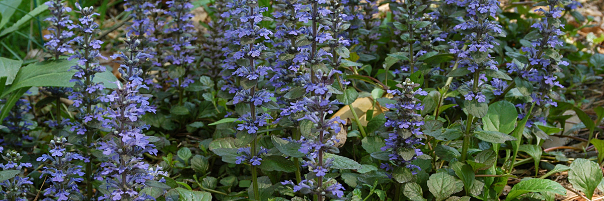 Ajuga
