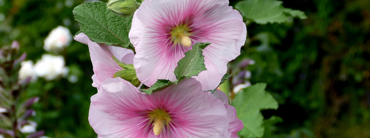 Alcea