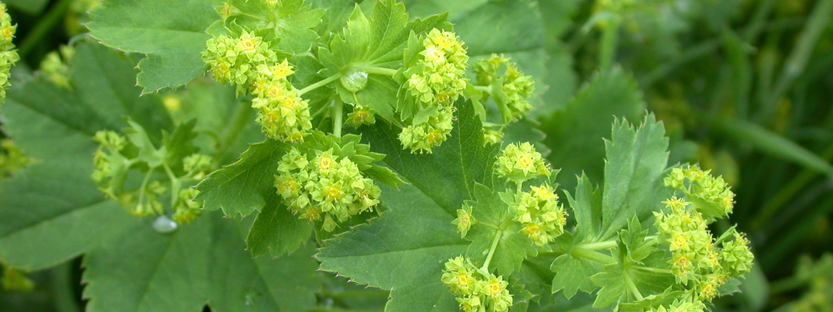 Alchemilla