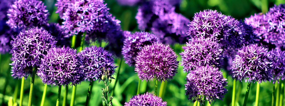 Allium