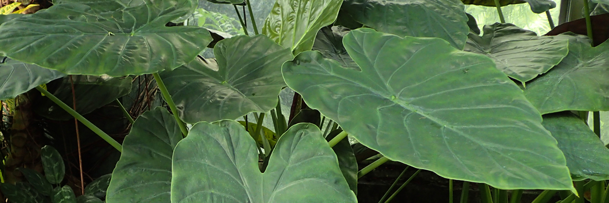 Alocasia