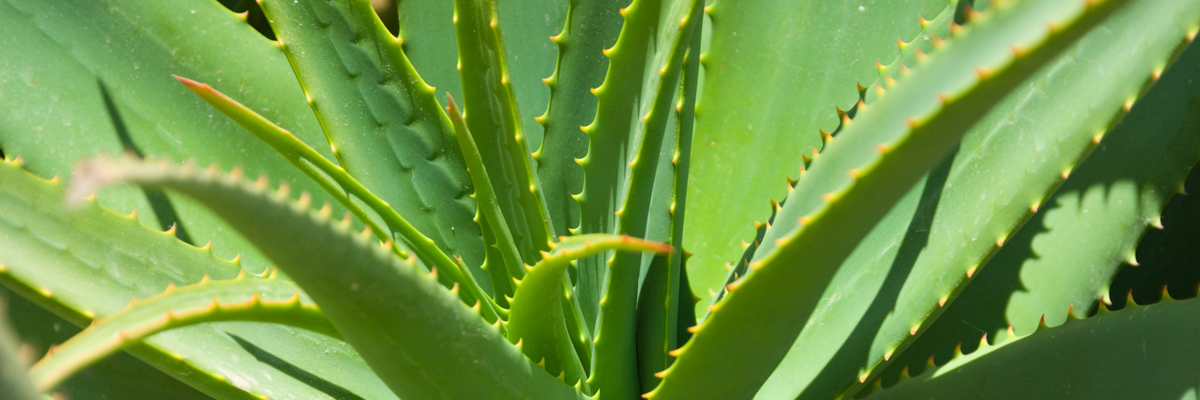 Aloe