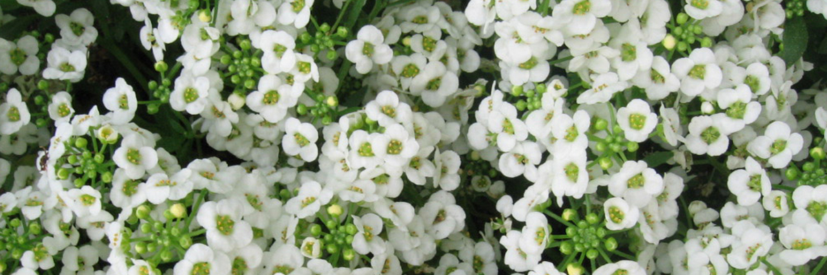 Alyssum