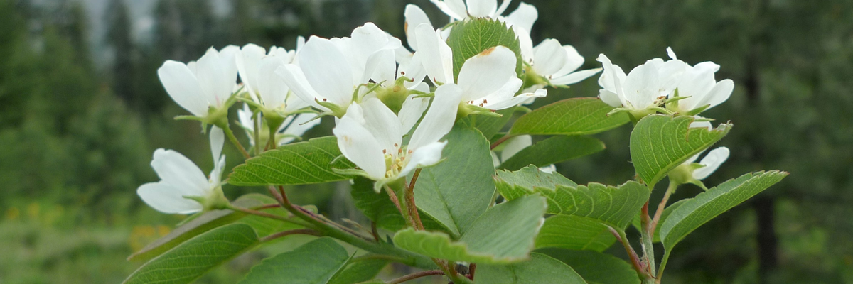 Amelanchier