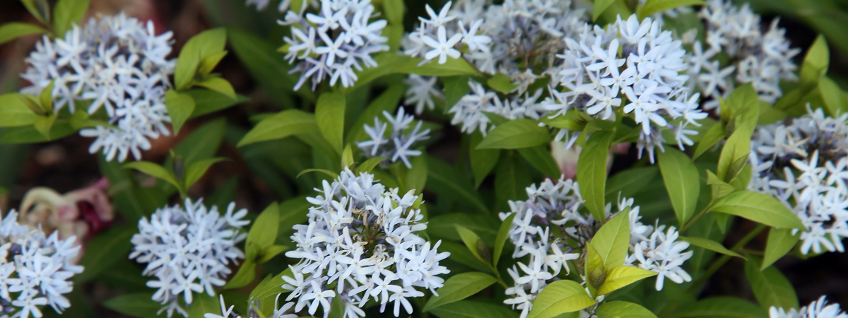 Amsonia