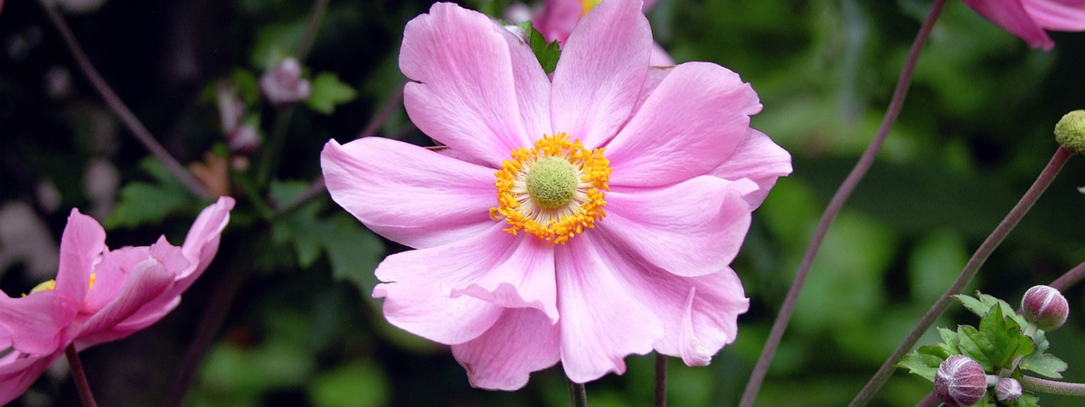 Anemone