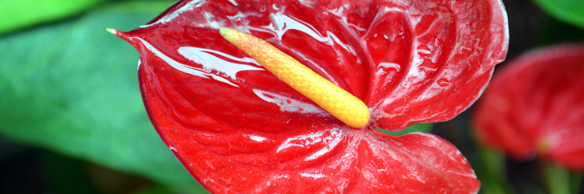 Anthurium
