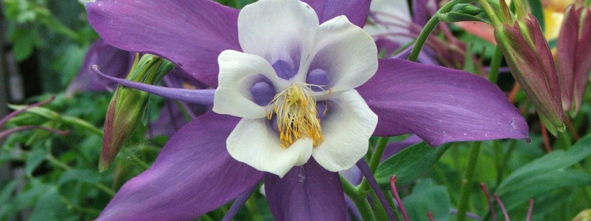 Aquilegia