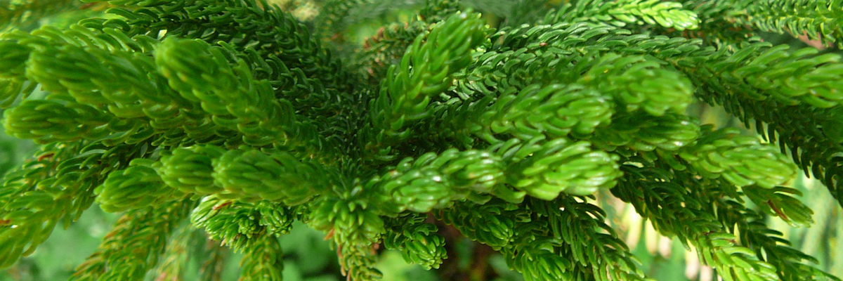 Araucaria